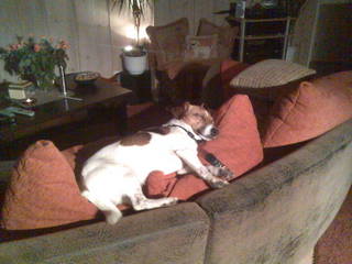 Hund auf Kissen